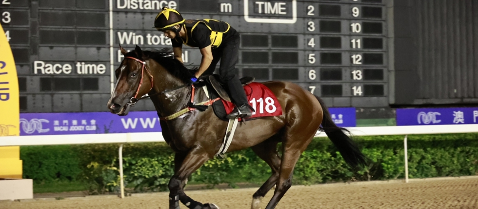 Macau Jockey Club Closure May Cause Hundreds of Horses to Be Abandoned