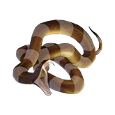 Voodoo Magic Payout Table - symbol Snake