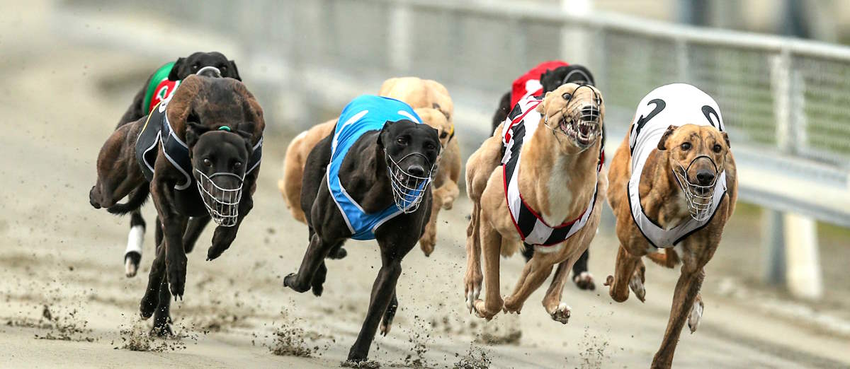 Greyhound Racing Cruelty in Australia