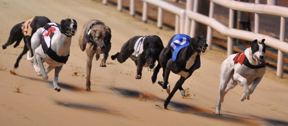 New Zealand sets timeline to end greyhound racing