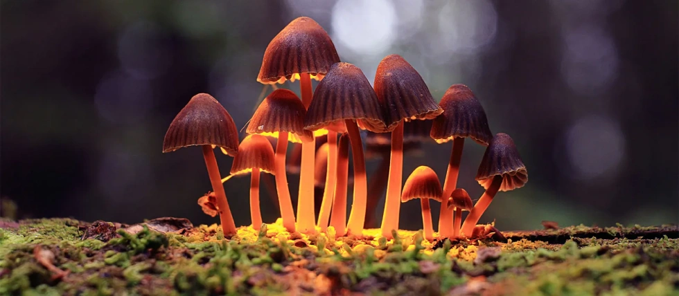 Study to test treating gambling addiction with psilocybin